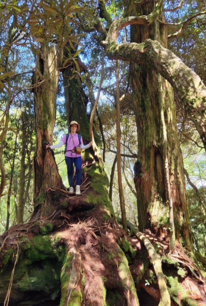 【中級山】是誰，在森林裡施放了魔法與巫術，幽靈草，如此魅惑，魔幻森林塔曼山_2743681