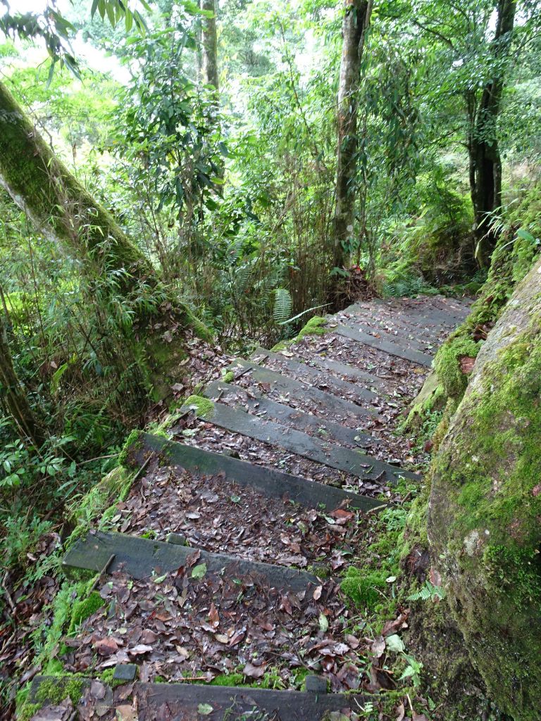 台灣小百岳第60座-嘉義阿里山鄉-大凍山_360152