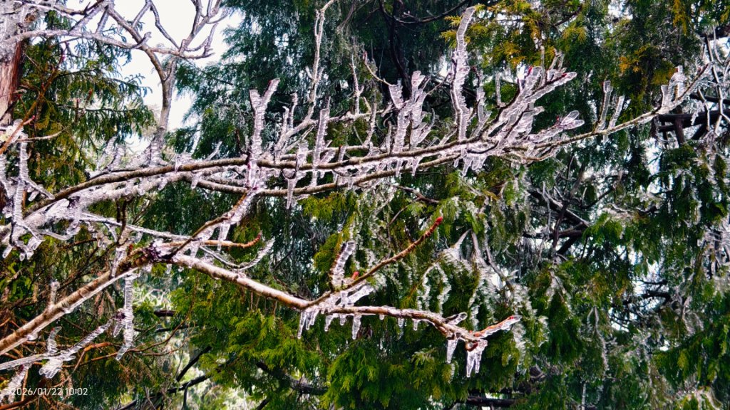 #太平山 #望洋山 #霧淞 1/22_2986068