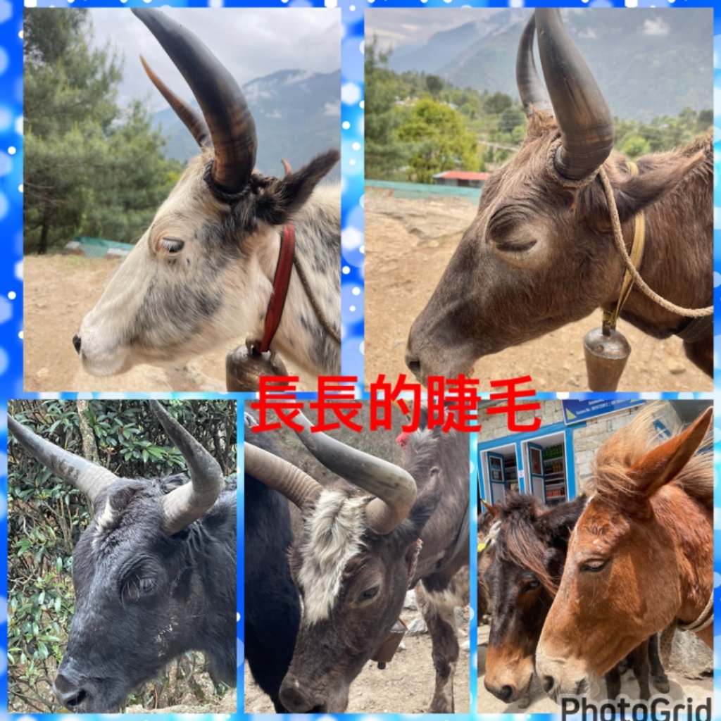 尼泊爾聖母峰EBC基地營❤️人物篇_2803395