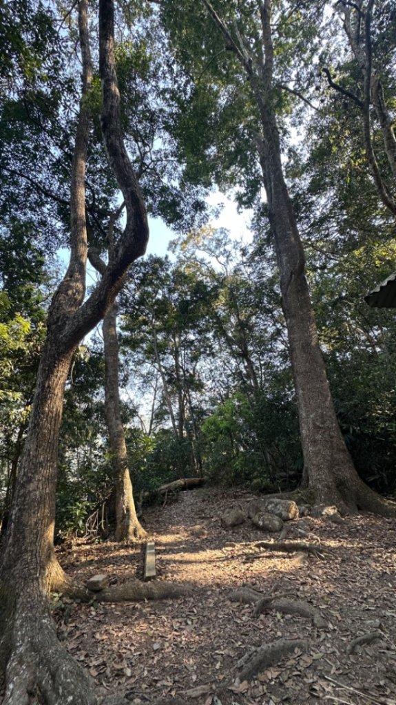 裡冷上唐麻丹O繞+蝴蝶谷_2742922