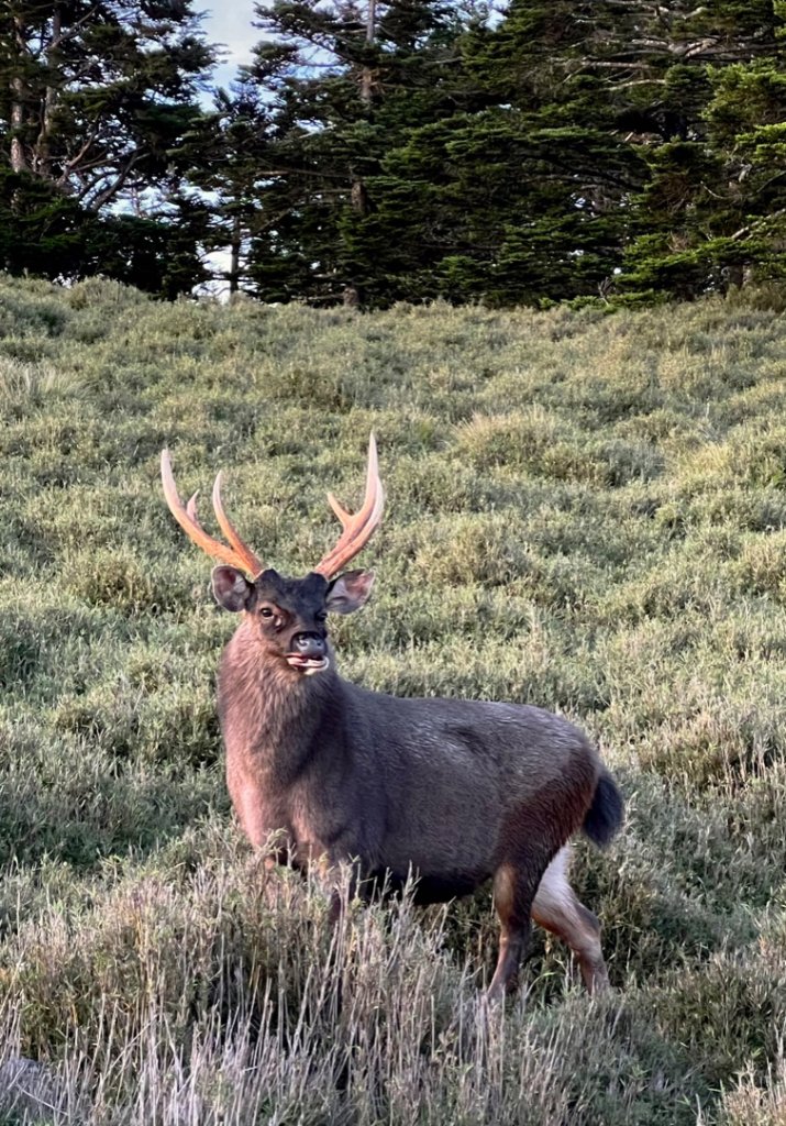 磐石山的水鹿_1777261
