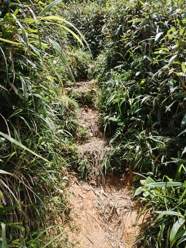 2024.7.14.三角崙山(抹茶山）封面圖