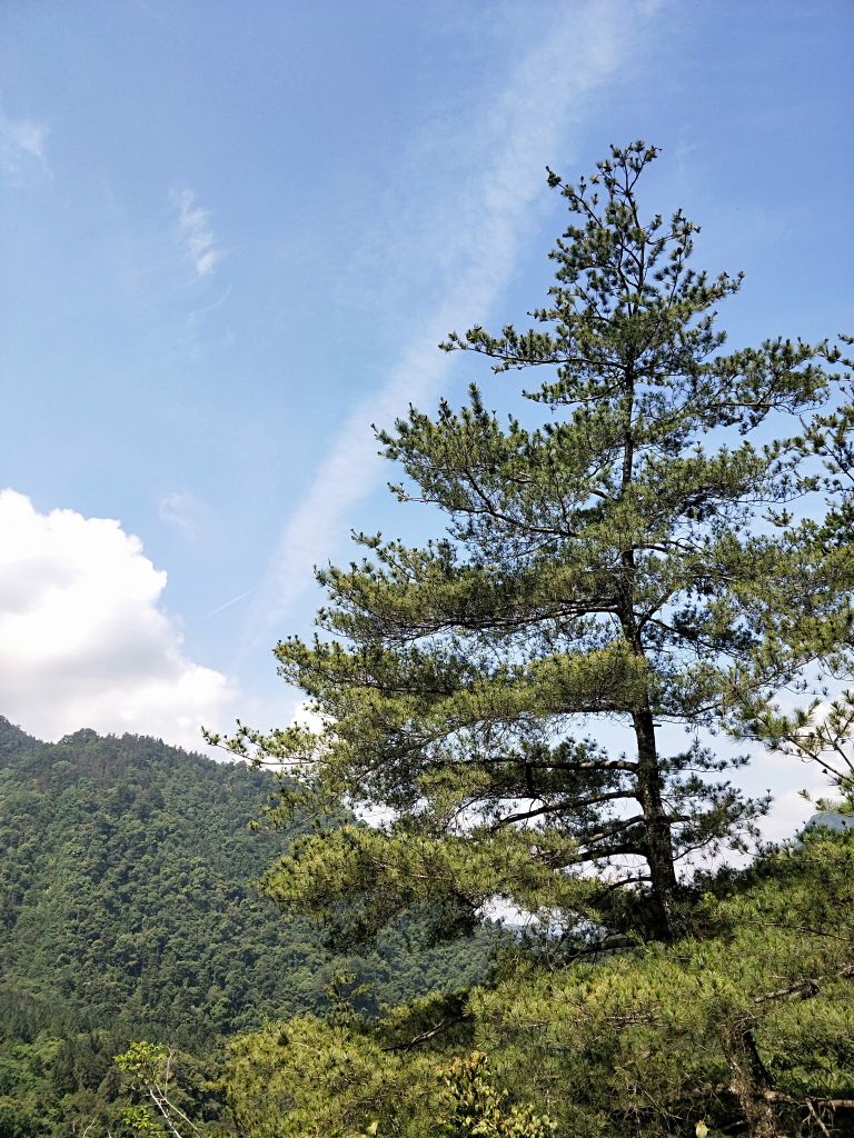 惠蓀林場杜鵑嶺步道_398118