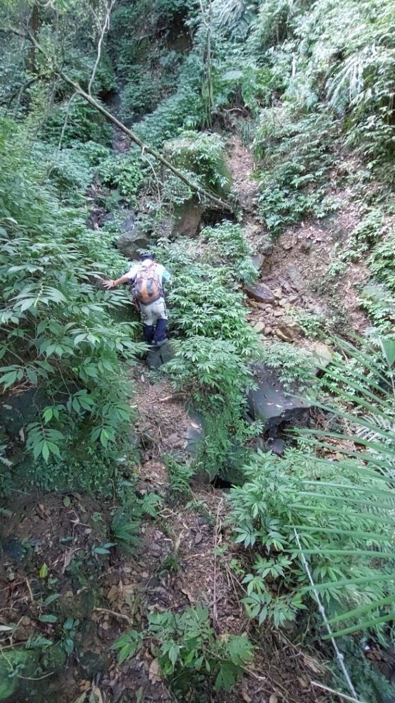 蛇來運轉之蛇年爬蛇山  蛇子形古道-三爪子坑山-蛇子崙山O型_2784023