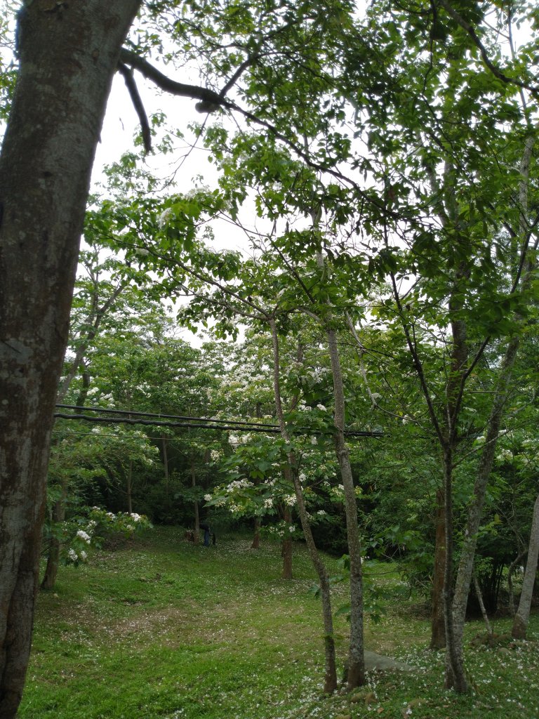 三義 挑炭古道(三通嶺古道)_936055