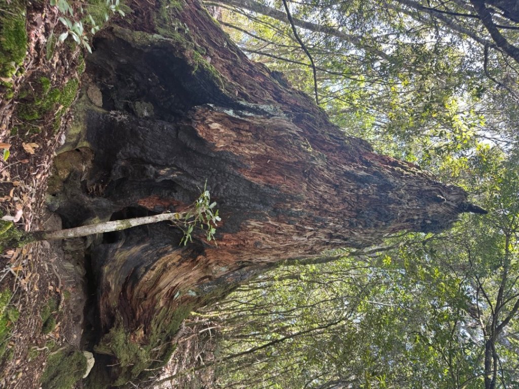 馬武霸O型_2745319