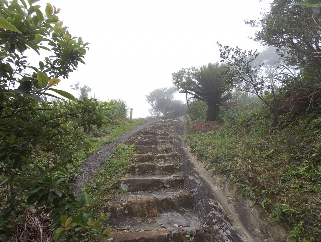 20200525樹梅坪、燦光寮、貂山古道_977021