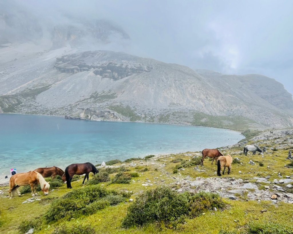 西藏♥️可愛動物🐎人物寫真/拉薩旅拍/美食_2902953