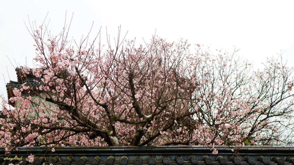 櫻花季的尾聲~在東方寺慢慢的品花落的聲音_910683