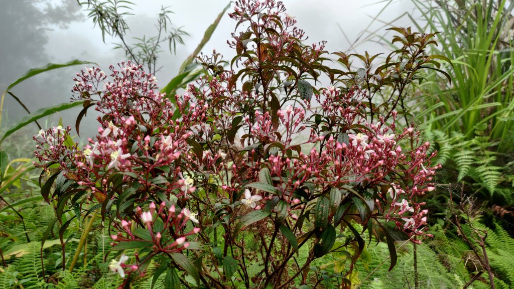 清水大山_2113585