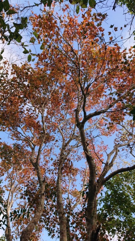 馬那邦山O走_2370136