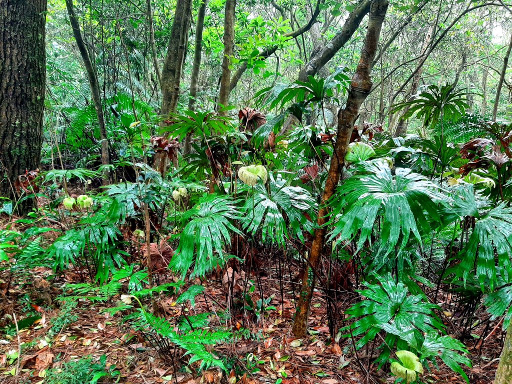 臺北大縱走4｜大湖公園捷運站至風櫃嘴_2472331