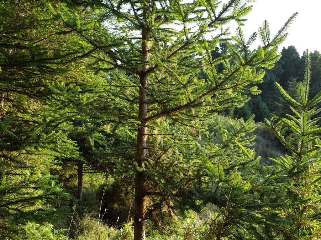 桃山&一點也不鳥的喀拉業山_632702