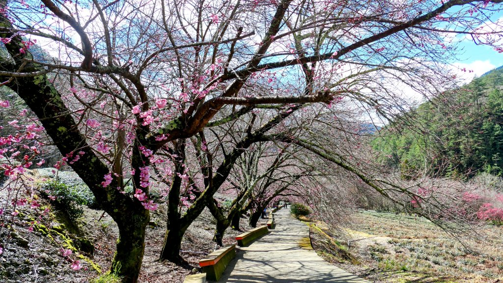 《踏莎行・武陵山櫻》_2712481