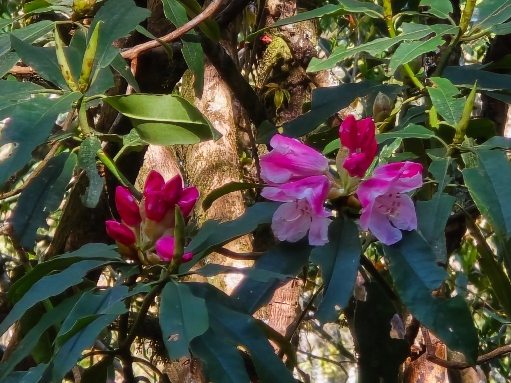 卓社大山〔武界栗栖溪登山口起登〕_2748412