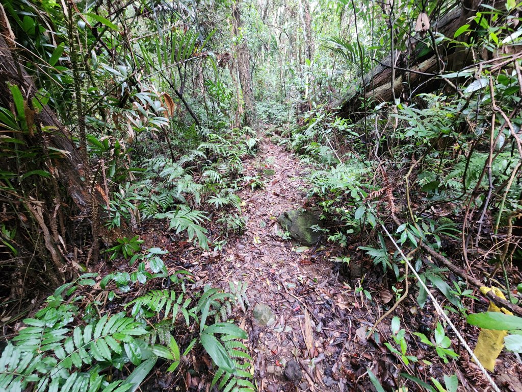 20250309高甫山彩和山大庭頂山金山O型_2769614