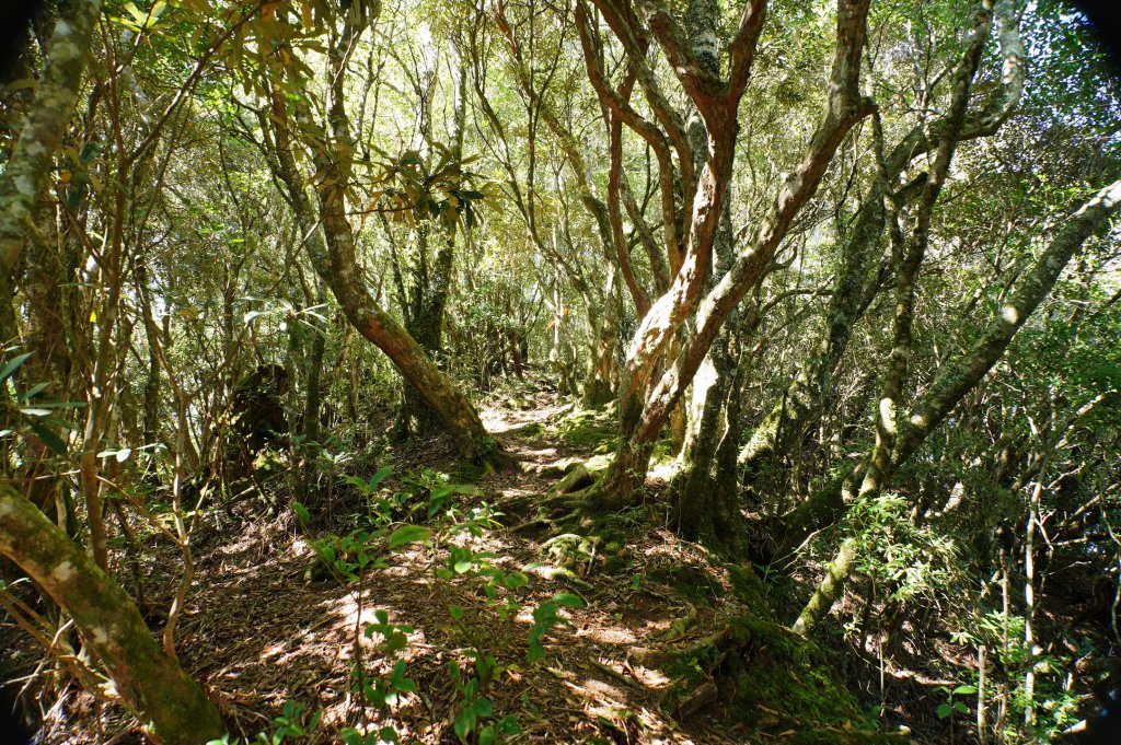 新竹 尖石 屯野生台山、石麻達山、錦屏山_2904279