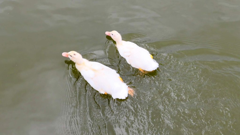白石湖沒有百合花。晶片關稅_2781553