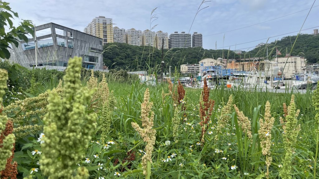 基隆的十八傘人家族_2782902