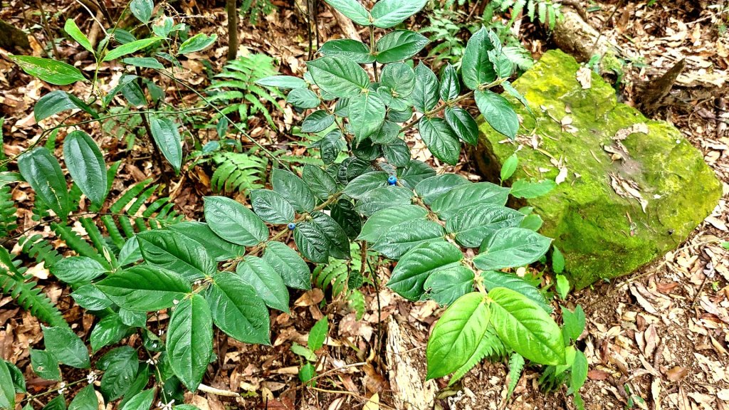 小百岳關刀山889m+銅鑼杭菊_1924043