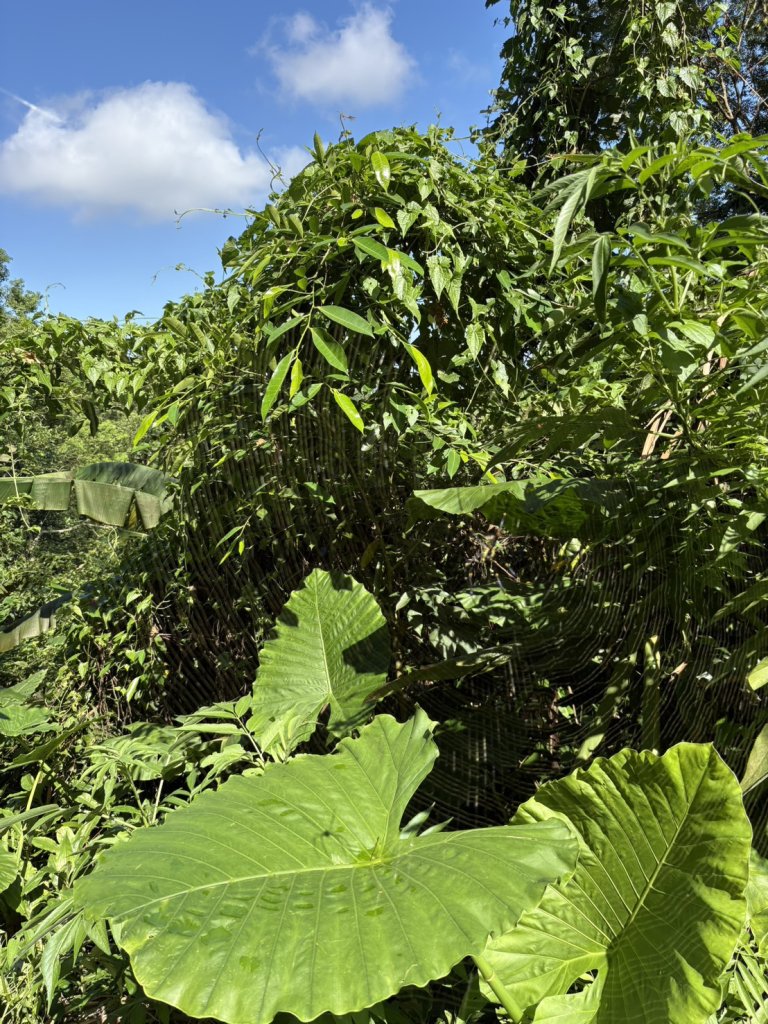 20250830台南關仔嶺大凍山步道_2914671