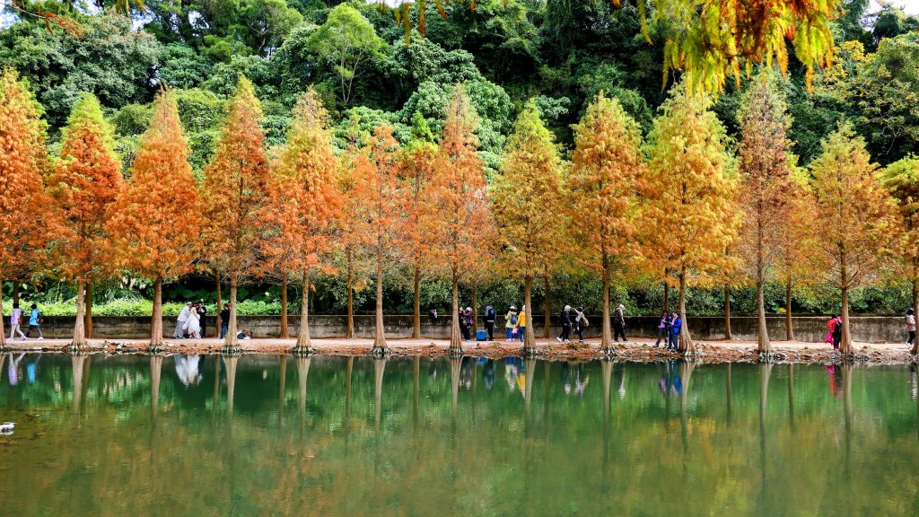 月眉落羽松影_2685487