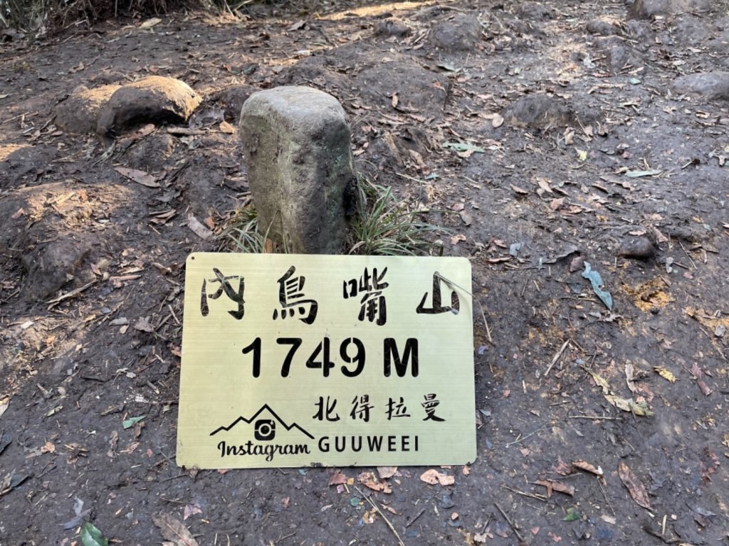 【內鳥嘴山】金黃色山毛櫸_1202574