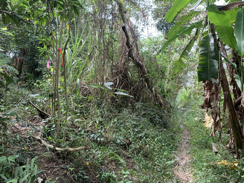 20231111台南烏山縱走_2354201