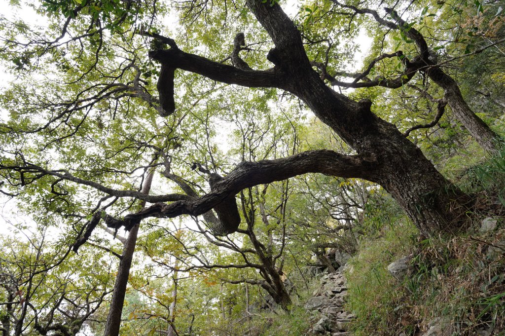 台中 和平 東卯山_2674498
