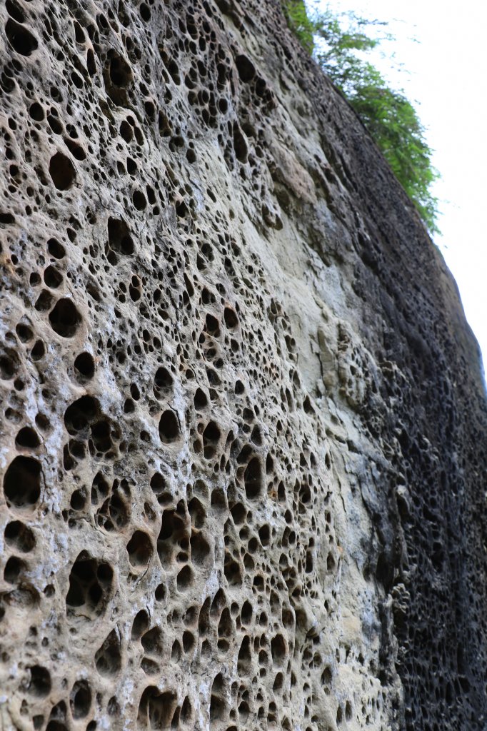 雲林古坑~盤踞岩壁的青蛙石。草嶺青蛙石_1025882