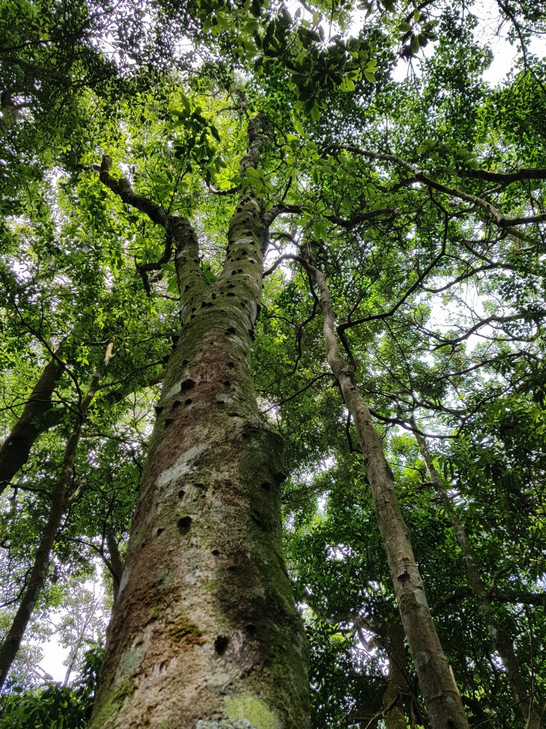 復興三尖之那結山_1423082