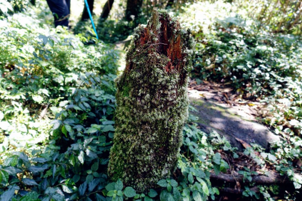 七星連走 O型 2018.03.11_291595