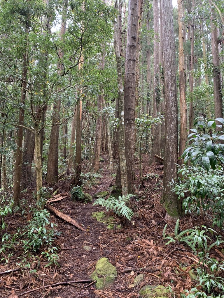 20251220嘉義凸龜山-芙蓉山-天福山_2973783