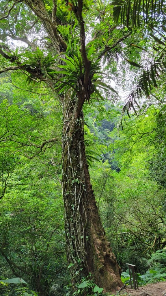 2022.07.26 新竹-馬胎南坪古道_1778413