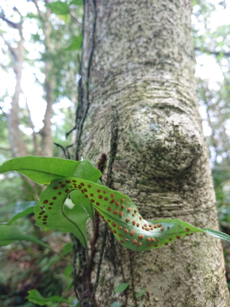 水田林道上貴妃山-鞍部石猴-那結山O型走_1307497