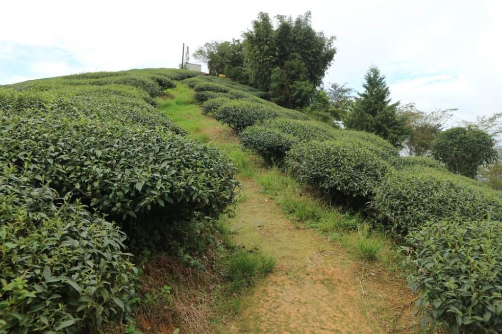 〔嘉義〕龜山（原茅子埔山），太平雲梯 ，雲之南道步道_2272143