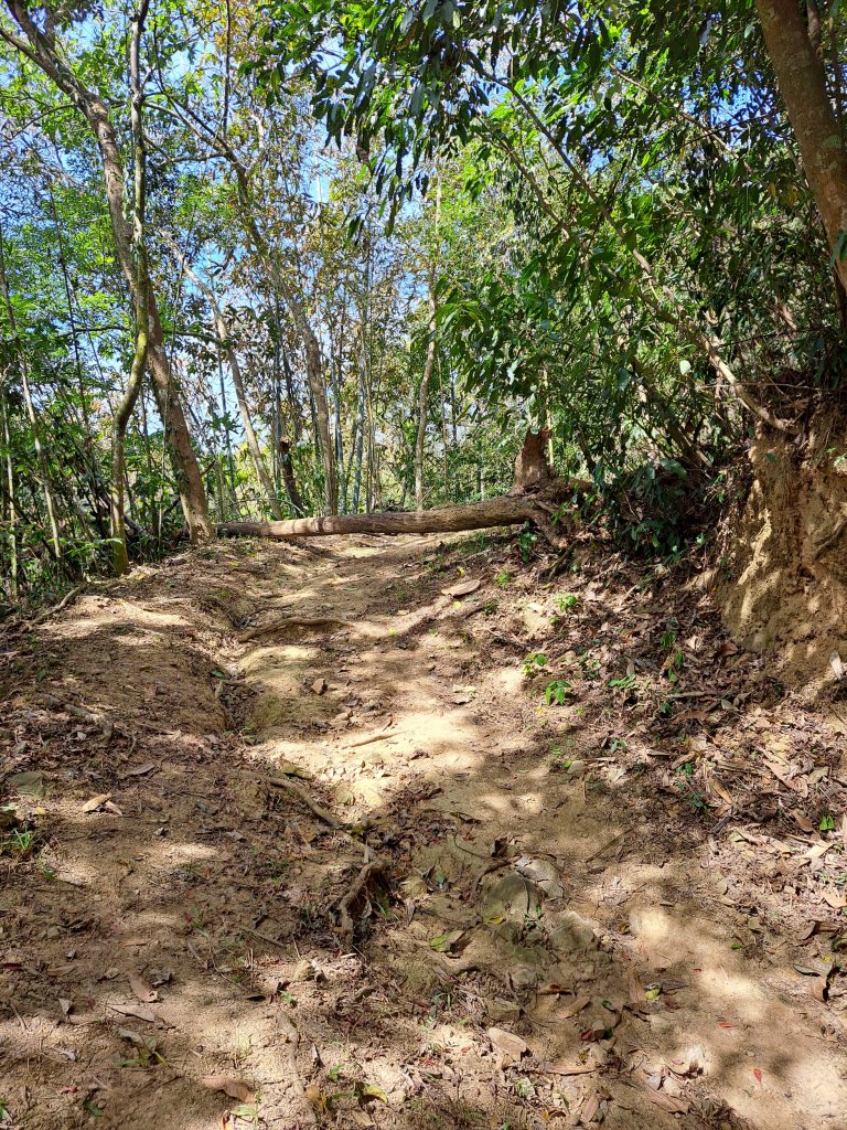 竹山八通關古道社寮段+陳東坑山+溪洲大山ｄ型走20230219_2037414