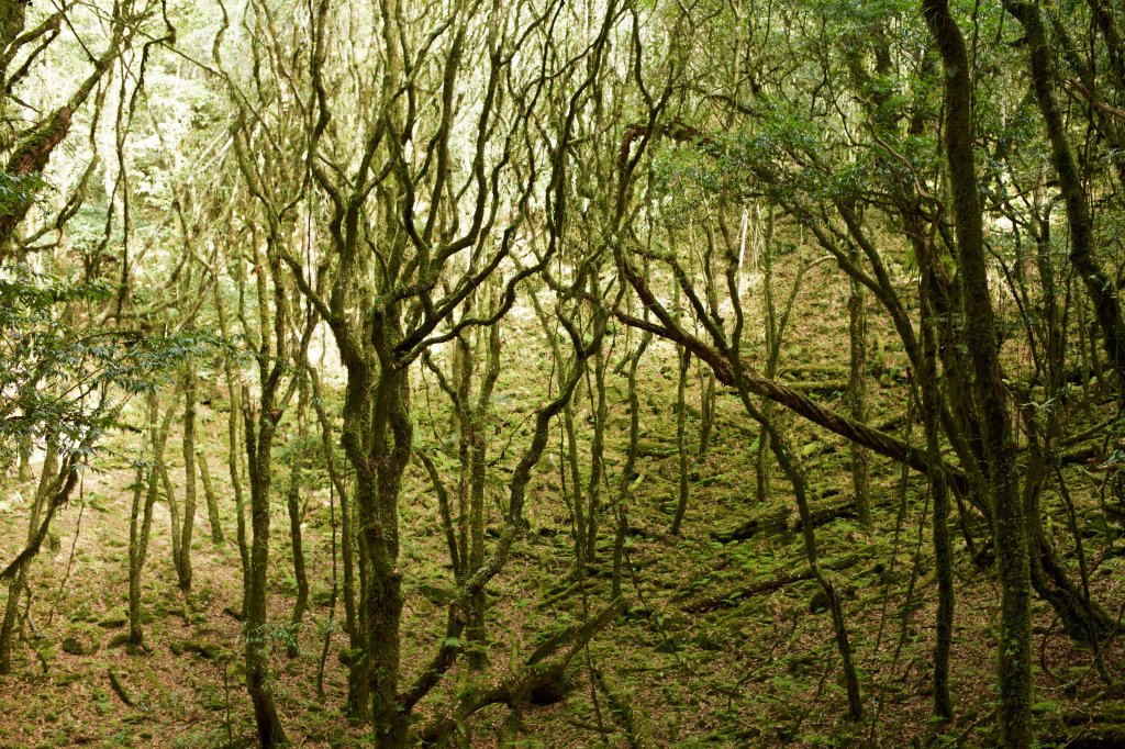 谷關七雄：八仙山_468305