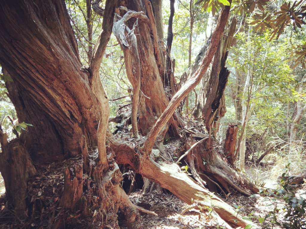 步道巡訪員│白毛山步道3月巡訪日誌_872154