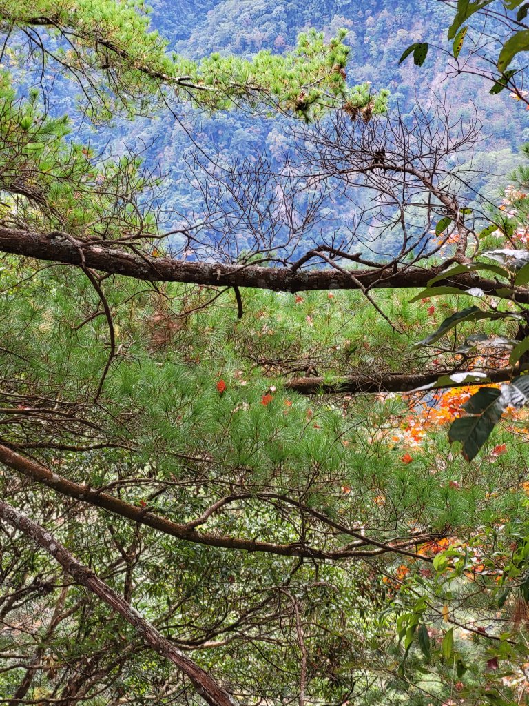 2025.11.30 谷關七雄 No.4 波津加山，不給休的蜂_2952161