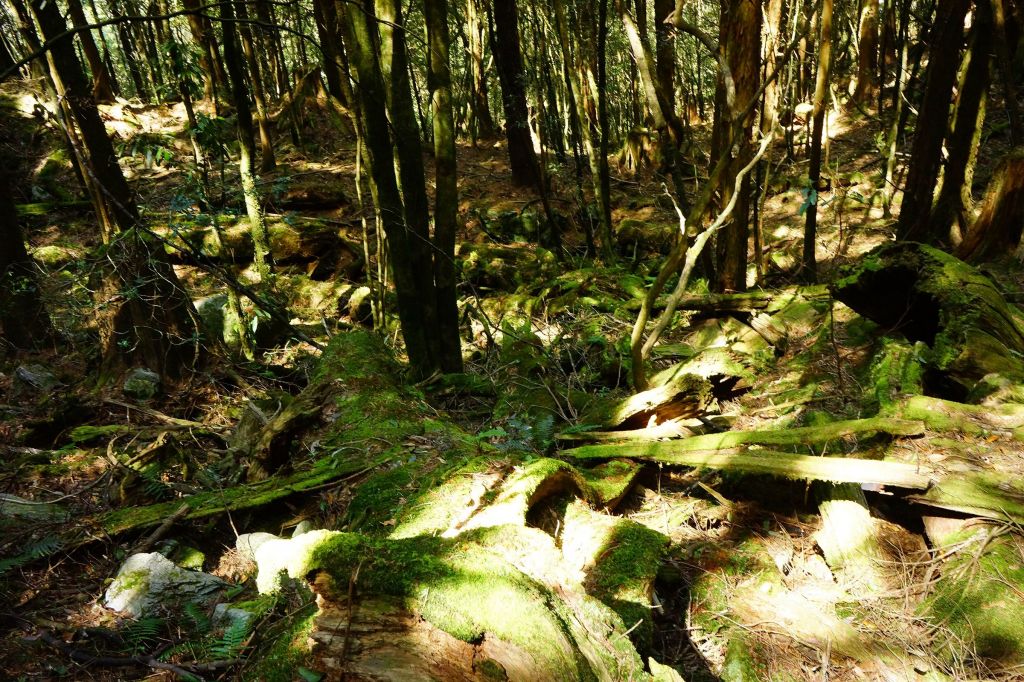 松鶴線八唐O縱_306527