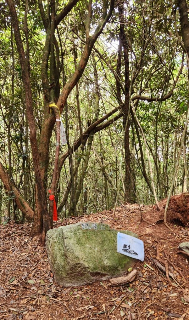 【中級山縱走】最美中級山，鳶嘴西稜縱走（鳶嘴山，醜崠山，長壽山）_2741410