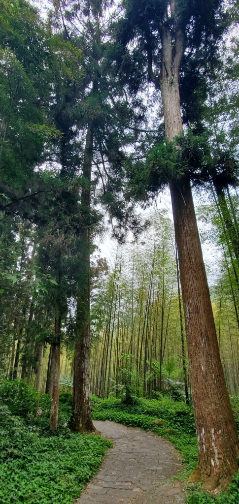 2024-05-19溪頭自然教育園區_2508021