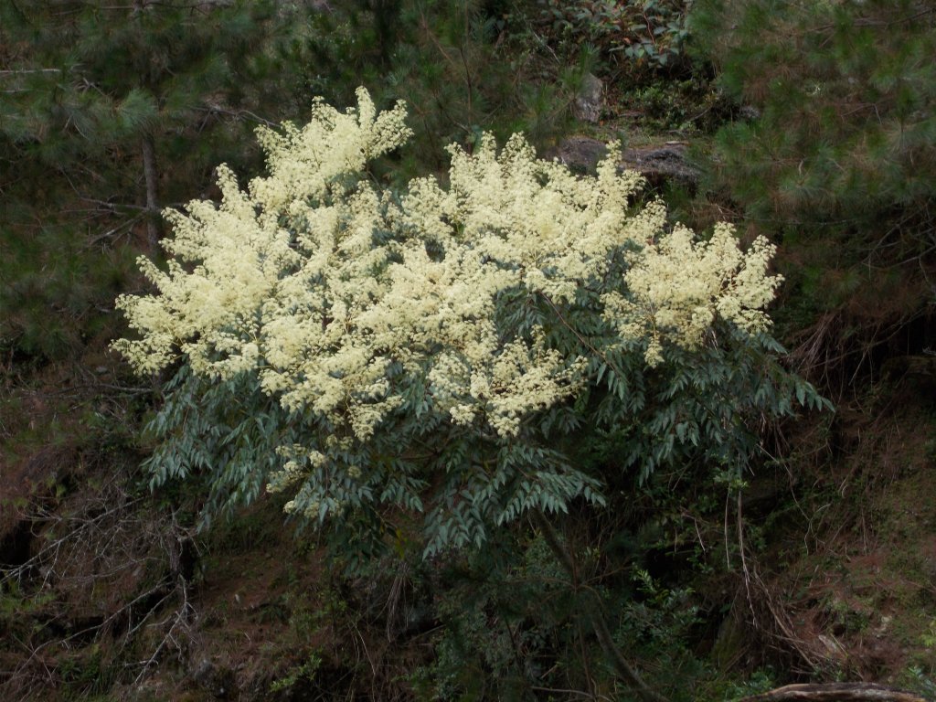 治茆山,治茆山南峰,巒山堂_691208
