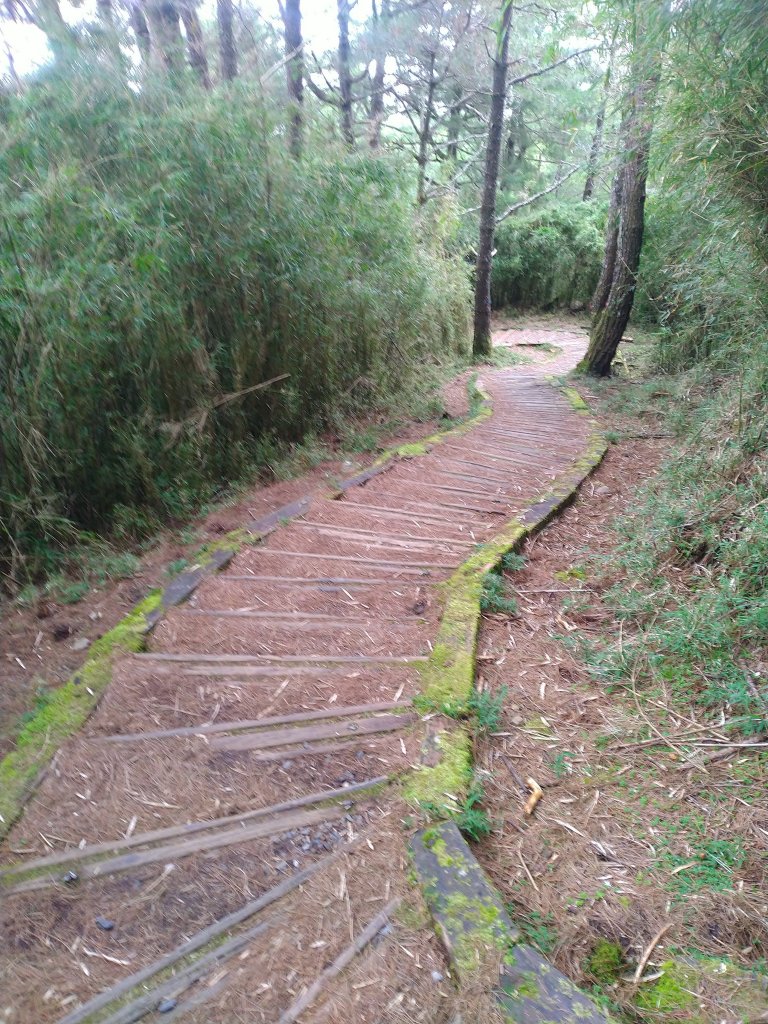 2022-07-21 塔塔加一日遊(麟趾山、鹿林山)_1771466