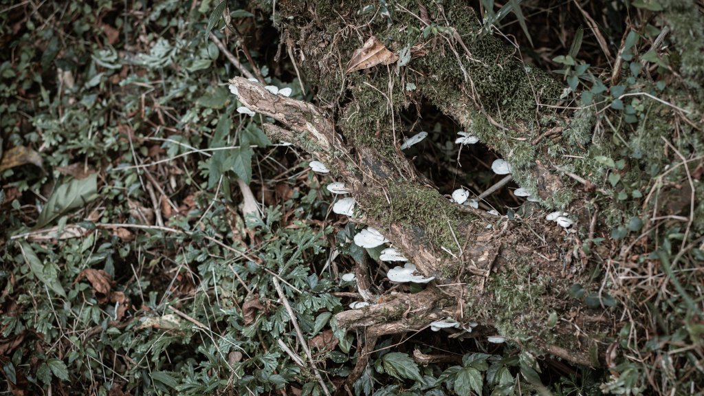 菅芒浪白｜五分山_2356500