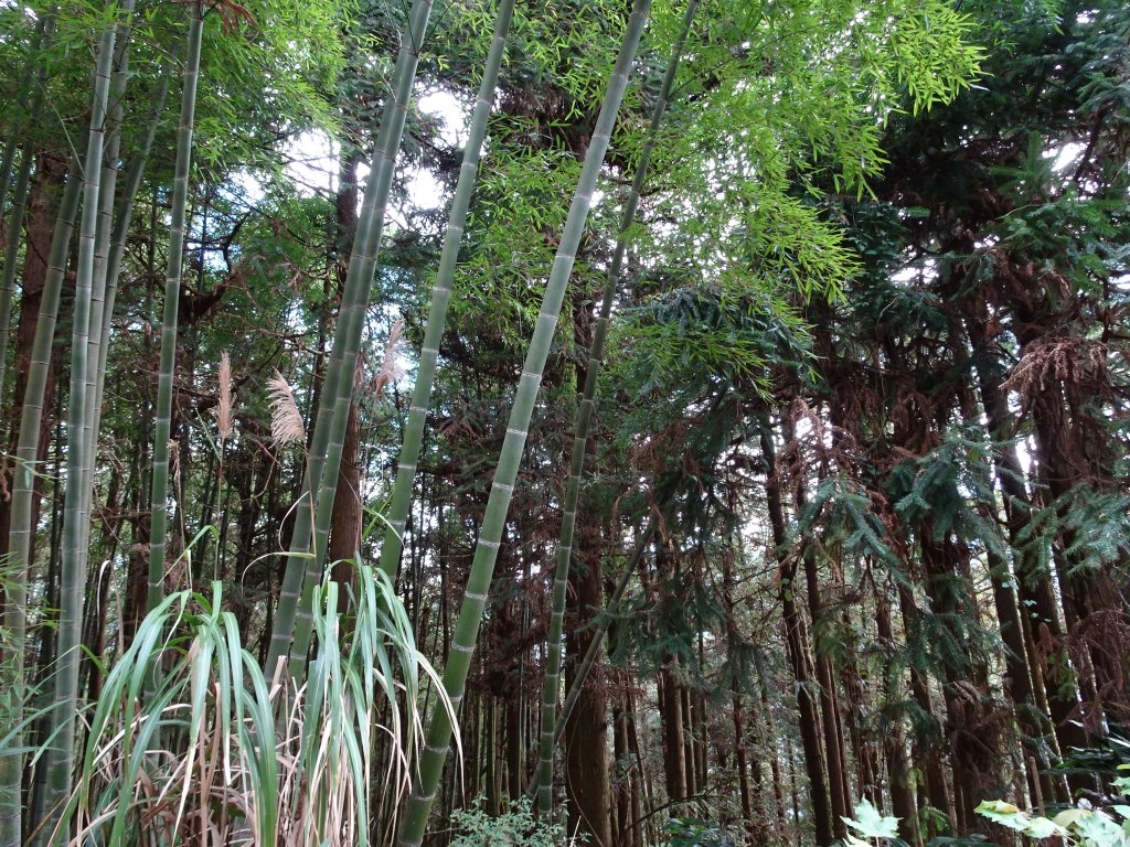 2022年02月13日(彰山協)南投日月潭四兄妹之中級山~大尖山縱走水社大山_1613351