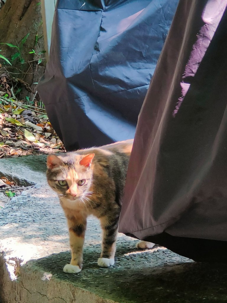 茶香環狀步道群（小天空、健康、壺穴步道、茶展中心步道）_2135886