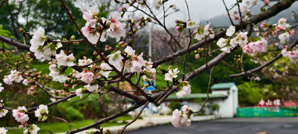 追花是簡單的快樂，賞花是恬淡的幸褔 3/2_3008805